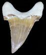 Auriculatus Shark Tooth (Restored Tip) - Dakhla, Morocco #58418-2